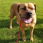 Un Doubull-Mastiff au pelage fauve, sur une surface herbacée et qui est tenu en laisse 