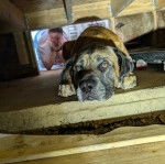 Un Doubull-Mastiff au pelage bicolore, allongé et semblant détendu 