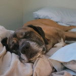 Un Doubull-Mastiff au pelage fauve, allongé sur un lit et regardant la caméra 