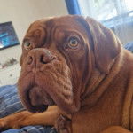 Un Doubull-Mastiff au pelage fauve, allongé sur un lit et regardant le plafond 