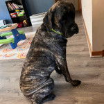 Un Doubull-Mastiff au pelage tricolore, assis sur un plancher et portant un collier autour du cou 