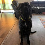 Un Doubull-Mastiff au pelage tricolore, assis sur un plancher et portant un collier autour du cou 