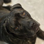 Gros plan d'un Doubull-Mastiff au pelage bicolore regardant la caméra 