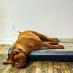 Un Doubull-Mastiff au pelage fauve, portant un collier autour du cou et semblant dormir 