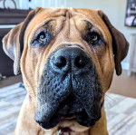 Gros plan d'un Doubull-Mastiff au pelage fauve, portant un collier autour du cou 