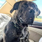 Un Doubull-Mastiff au pelage bicolore, assis sur le siège d'une voiture et portant un collier autour du cou