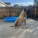 Un Doubull-Mastiff au pelage bicolore, assis sur une surface terrassée et semblant détendu 