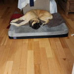 Un Doubull-Mastiff allongé sur un lit et semblant dormir 