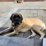 Un Doubull-Mastiff allongé sur un sol pavé et portant un collier autour du cou 