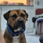 Un Doubull-Mastiff au pelage bicolore, portant un collier autour du cou et regardant la caméra 