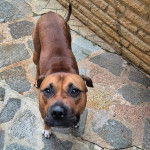 Un Doubull-Mastiff au pelage bicolore, regardant la caméra 