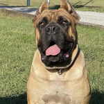 Un Doubull-Mastiff au pelage fauve, portant un colllier autour du cou et tirant la langue 