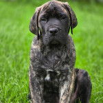 Un Doubull-Mastiff au pelage tricolore, assis sur une surface gazonnée et regardant la caméra 