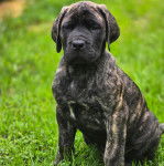 Un chiot Doubull-Mastiff au pelage tricolore, assis sur un terrain herbeux et regardant la caméra 