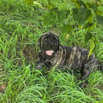 Un Doubull-Mastiff au pelage bicolore, allongé sur un terrain herbeux et ayant la gueule ouverte 