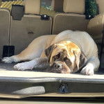 Un Doubull-Mastiff allongé dans le coffre d'une voiture et regardant la caméra