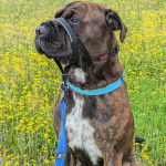 Un Doubull-Mastiff au pelage bicolore, assis sur un surface herbacée et qui est tenu en laisse 