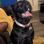 Un Doubull-Mastiff au pelage noir, ayant la gueule ouverte et portant un collier autour du cou 