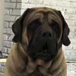 Gros plan d'un Doubull-Mastiff