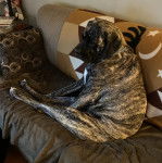 Un Doubull-Mastiff au pelage bicolore, assis sur un canapé et portant un collier autour du cou 