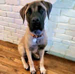 Un Doubull-Mastiff assis sur un plancher et portant un collier autour du cou 