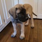 Un chiot Doubull-Mastiff se tenant à quatre pattes sur un plancher 