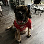 Un Doubull-Mastiff ayant la gueule ouverte et portant un habit 