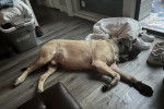 Un Doubull-Mastiff allongé sur un plancher et semblant dormir 