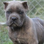 Un Doubull-Mastiff au pelage bicolore, regardant la caméra 