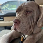 Un Doubull-Mastiff allongé et portant un collier autour du cou