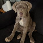 Un Doubull-Mastiff au pelage bicolore, assis sur un canapé et regardant la caméra 