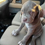 Un chiot Doubull-Mastiff assis sur le siège d'une voiture 