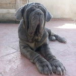 Un Doubull-Mastiff allongé sur un sol carrelé et portant un collier autour du cou 