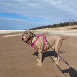 Un Doubull-Mastiff au pelage bicolore, sur une surface sableuse et qui est tenu en laisse