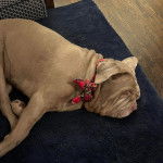 Un Doubull-Mastiff allongé sur un tapis et portant un foulard autour du cou
