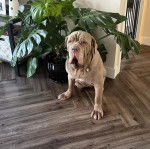 Un Doubull-Mastiff assis sur un plancher et portant un collier autour du cou 