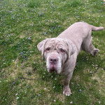 Un Doubull-Mastiff marchant sur une surface herbacée et regardant la caméra 