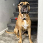 Un Doubull-Mastiff au pelage bicolore, assis devant un escalier et portant un collier autour du cou 