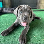 Un Doubull-Mastiff allongé sur du gazon synthétique et tirant la langue 