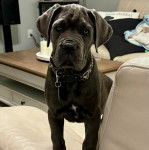 Un Doubull-Mastiff au pelage bicolore, assis sur un canapé et portant un collier autour du cou