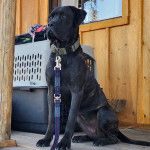 Un Doubull-Mastiff au pelage noir, assis sur un plancher et qui est tenu en laisse 