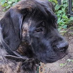 Gros plan d'un Doubull-Mastiff au pelage bicolore, portant un collier autour du cou