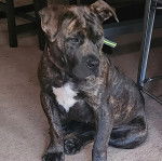 Un Doubull-Mastiff au pelage tricolore, assis sur une moquette 