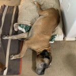 Un Doubull-Mastiff allongé et semblant dormir 