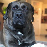 Un Doubull-Mastiff au pelage bicolore, allongé et regardant le plafond 