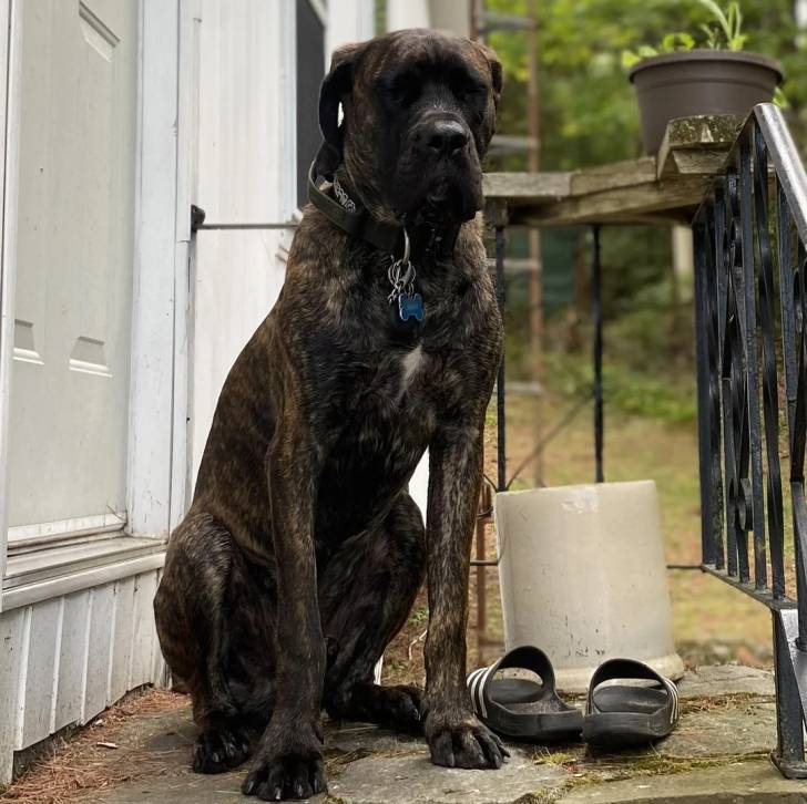 Un Doubull-Mastiff au pelage tricolore, assis devant une porte et portant un collier autour du cou 
