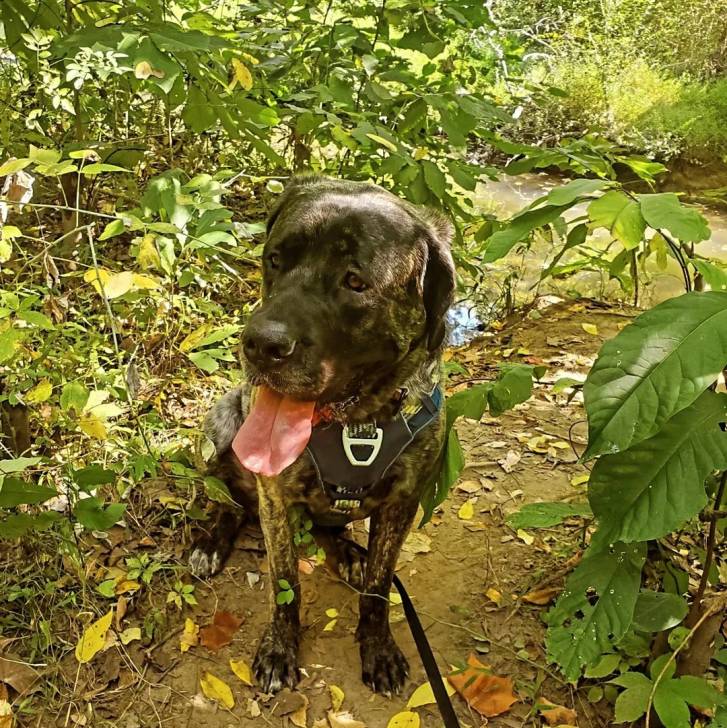 Un Doubull-Mastiff au pelage bicolore, tirant la langue et qui est tenu en laisse 