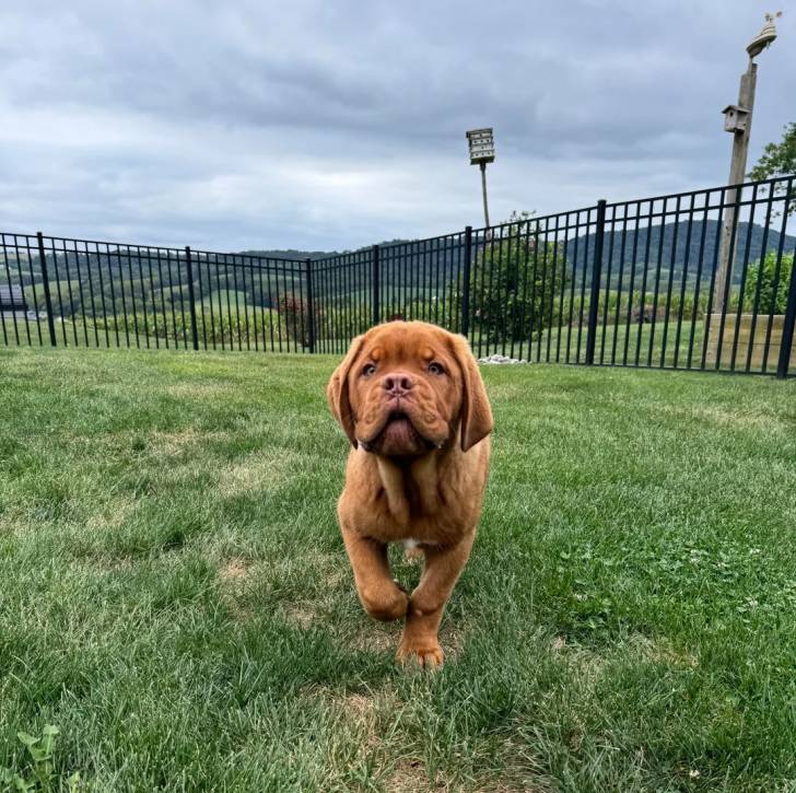 Un Doubull-Mastiff au pelage fauve, marchant sur une surface herbacée 