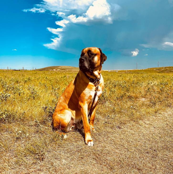 Un Doubull-Mastiff au pelage bicolore, assis sur une surface herbacée et qui es tenu en laisse 