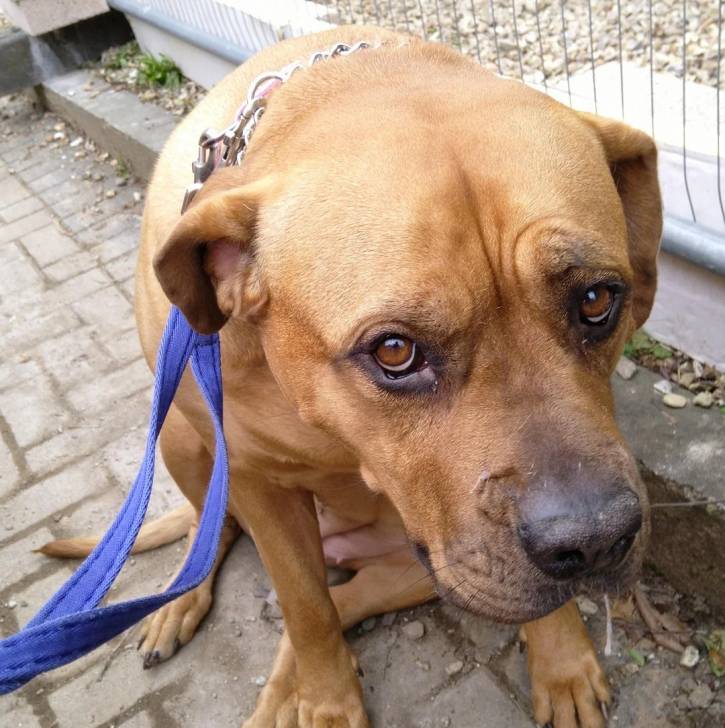 Un Doubull-Mastiff au pelage fauve, assis sur un sol pavé et qui est tenu en laisse 